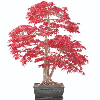 Grow Your Own Bonsai Tree Sweet Gum