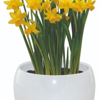 Dwarf Daffodil Indoor Ceramic Grow Set