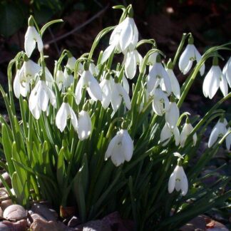 Snowdrops - Galanthus Nivalis (Var. Elwesii) in The Green - in Bud & Bloom