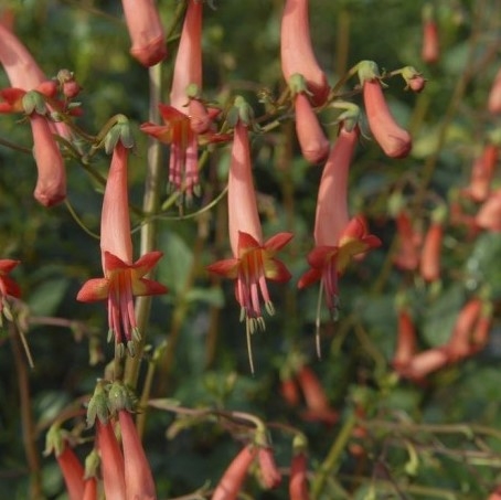 Phygelius 'Salmon Leap'