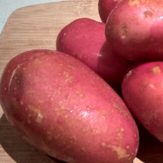 Rooster - Seed Potatoes - Pack of 10