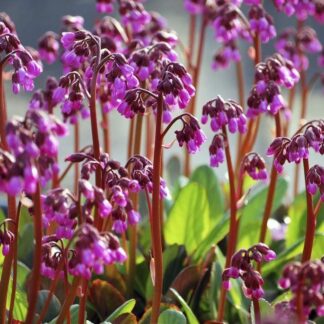 Bergenia Cordifolia 'Winterglut' (Winter Glow) - Elephant Ears