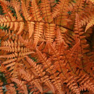 Dryopteris Erythrosora - Rosy Buckler or Autumn Fern