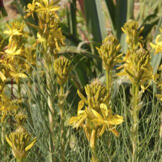 Asphodeline Lutea 'Yellow Candle'