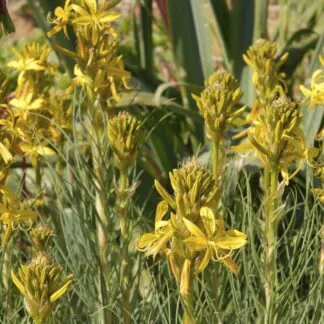 Asphodeline Lutea 'Yellow Candle'