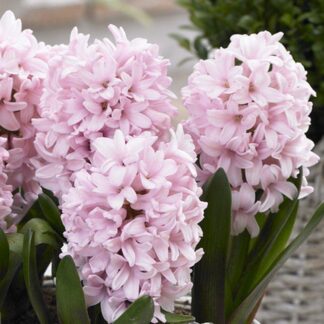 Pink Elephant Hyacinths in Bud And Bloom