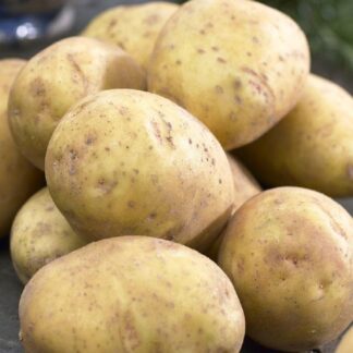 Duke of York - 1st Early Seed Potatoes - Pack of 10