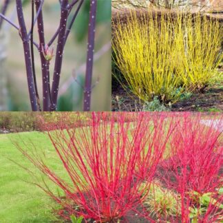 Cornus Collection - Winter Colour Dogwood Collection - Pack of Three