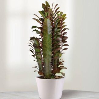 Large African Milk Tree - Euphorbia Trigona Rubra Circa 100cm  - Large Indoor Cactus