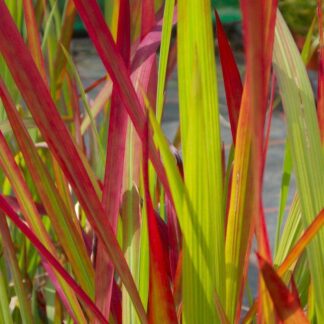 Imperata Cylindrica Rubra Red Baron - Japanese Blood Grass