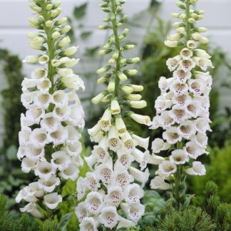 Digitalis Purpurea ''Alba''  - Albiflora Snow Thimble White Foxgloves