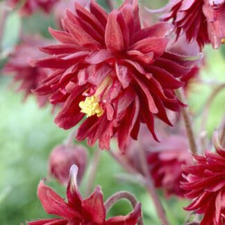 Aquilegia Ruby Port - Granny's Bonnet