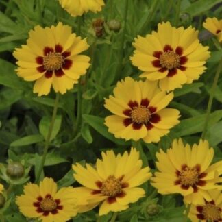 Coreopsis Lanceolata Sterntaler