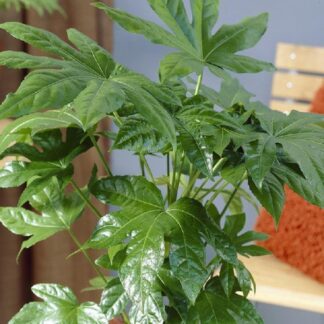 Fatsia Japonica - Japanese Aralia Plants