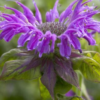 Monarda ''Prairie Night''  - Bergamot