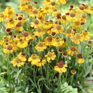 Helenium 'Wyndley'