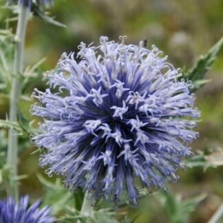 Echinops Ritro - Globe Thistle