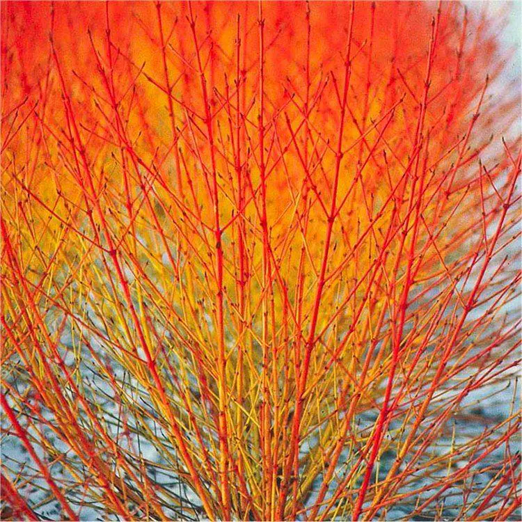 Cornus Midwinter Fire - Winter Beauty Dogwood