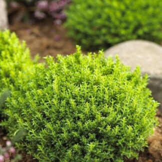 Hebe Emerald Green Globe