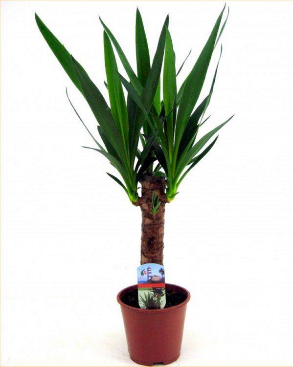Indoor Yucca Tree - Perfect To Brighten Up The Home - 50cm