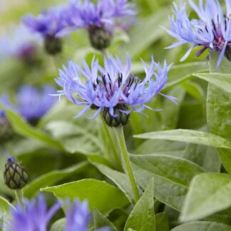 Centaurea Montana - Centurea