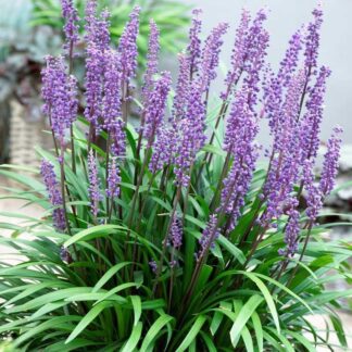 Liriope Muscari - Big Blue Lily Turf