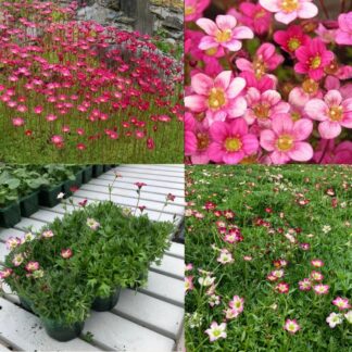 Saxifraga Mossy Pink - Cushion Saxifrage Plants - Pack of Six - in Bud & Bloom