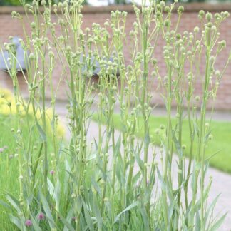 Eryngium Agavifolium - Eryingium Agavifolium