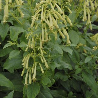Phygelius Moonraker - Yellow Flowering Cape Fuchsia