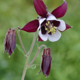 Aquilegia Vulgaris William Guinness - Granny's Bonnet