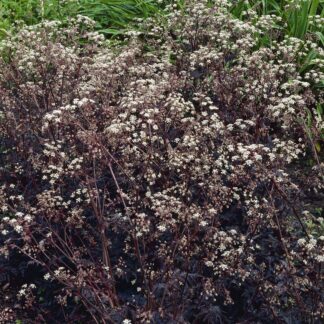 Anthriscus Sylvestris Ravenswing - Black Cow Parsley