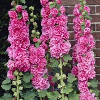 Alcea Chaters Double Rose Pink - Hollyhock (Althea)