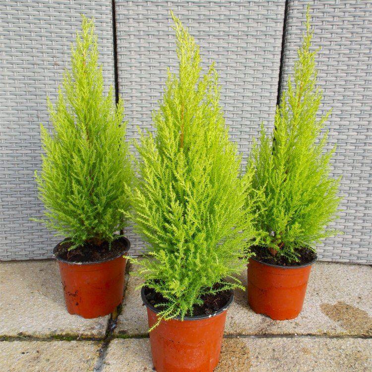 Lemon Scented Monterey Cypress Goldcrest - Pack of Three Plants