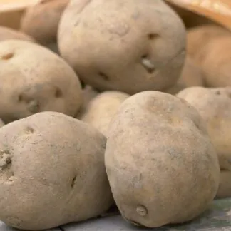 Foremost - 1st Early Seed Potatoes - Pack of 10