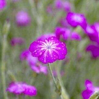 Lychnis Coronaria