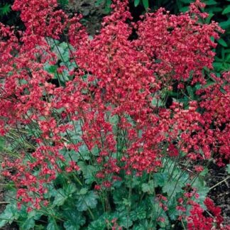 Heuchera Sanguinea 'Coral Forest'