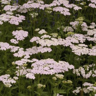 Achillea Millefolium Lilac Beauty - Yarrow
