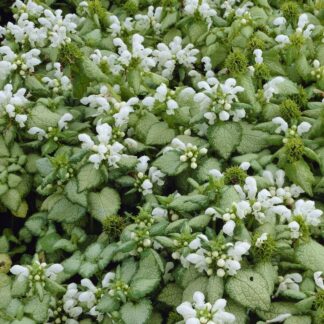 Lamium Maculatum 'White Nancy'