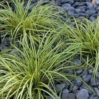 Carex Oshimensis Evergold - Japanese Sedge - Pack of Three