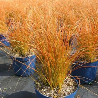 Carex Testacea Prairie Fire