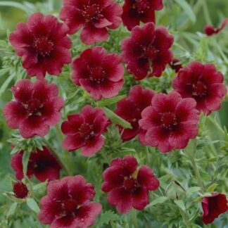 Potentilla ''Monarchs Velvet''