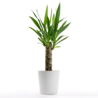 Indoor Yucca Tree - Perfect To Brighten Up The Home in Classic White Display Pot
