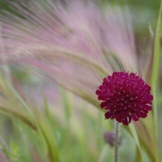 Knautia Macedonica -Red Knight