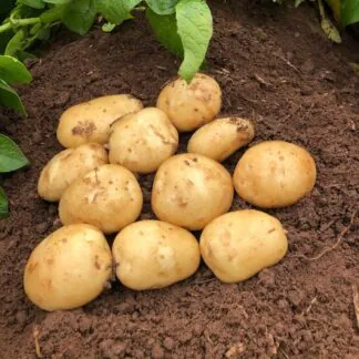 Acoustic - Second Early Seed Potatoes - Pack of 10