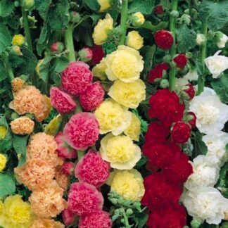 Hollyhock Chaters Doubles - Pack of Three Alcea Plants