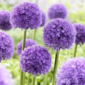 Allium Macleanii 'His Excellency' - Pack of Three Bulbs
