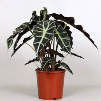 Alocasia Polly - Elephant Ear - 30cm