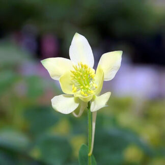 Aquilegia 'Mckana Hybrids'