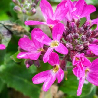 Arabis Blepharophylla Rose Delight - in Bud & Bloom