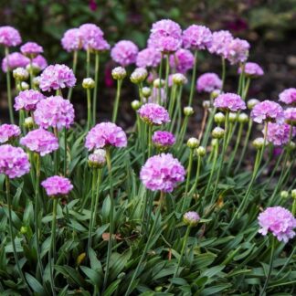 Armeria Dreameria Sweet Dreams